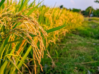 Посадка определеных сортов риса поможет снизить выбросы метана