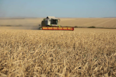 Казахстан запускает новые проекты по глубокой переработке зерновых.