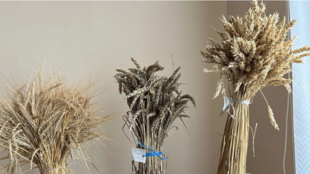 Как проверяют качество семян в Казахстане?